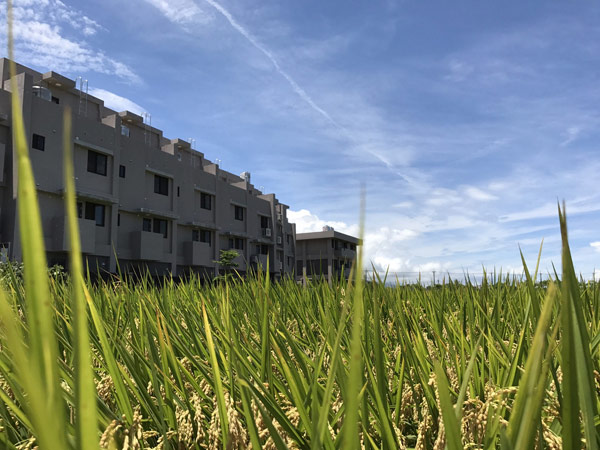 森田青 田園景觀
